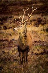 Majestic Stag