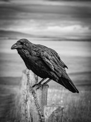 Raven on Fence Post at Duncansby (Mono)